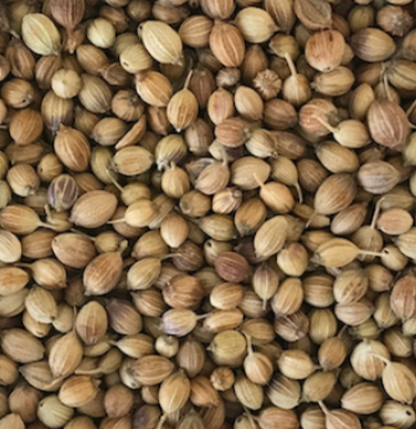 Whole Coriander Seeds